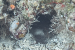 Brotula multibarbata