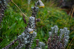 Lasiocephalus ovatus