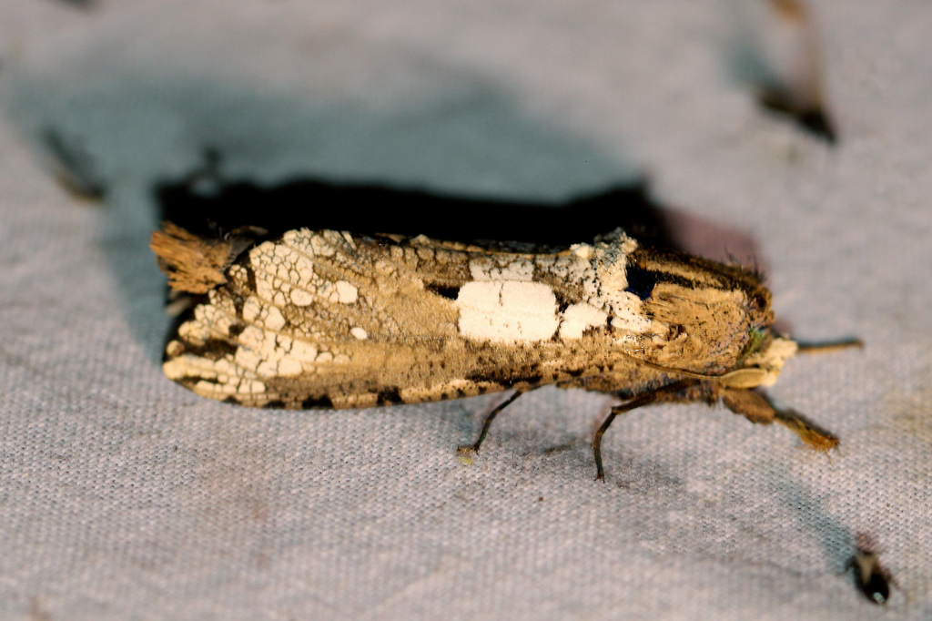Strigocossus crassa