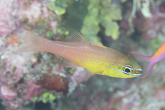 Ostorhinchus apogonoides