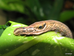 Eupanacra