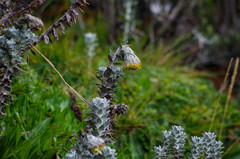 Lasiocephalus ovatus