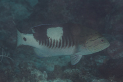 Gracila albomarginata
