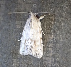 Catabenoides