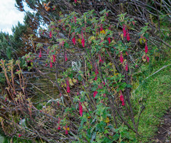 Ribes hirtum