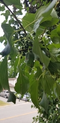 Rhamnus cathartica