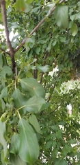 Rhamnus cathartica