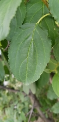 Rhamnus cathartica
