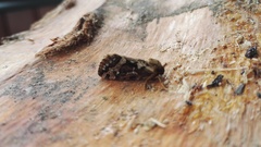 Korscheltellus fusconebulosa