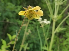 Geum × meinshausenii