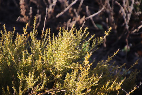 Image of Thesium spinosum by (c) Tony Rebelo, some rights reserved (CC BY-SA)