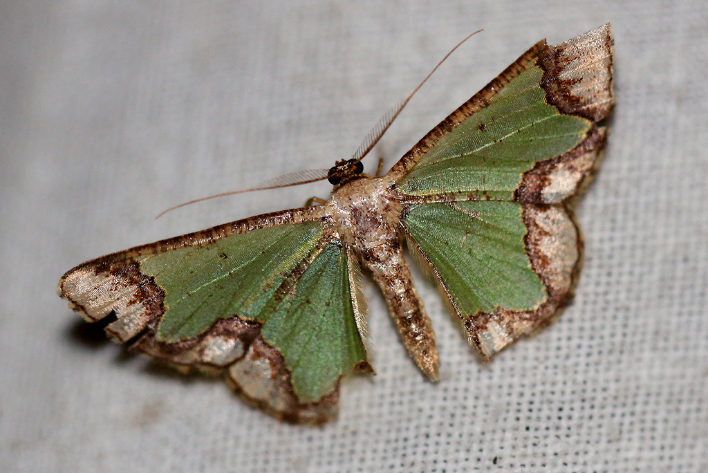 Zamarada episema