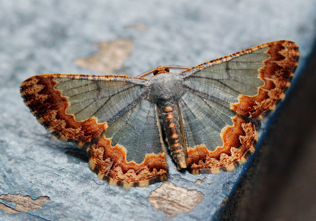 Zamarada auratisquama