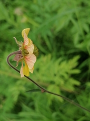 Geum × meinshausenii