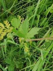 Geum × meinshausenii