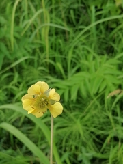 Geum × meinshausenii