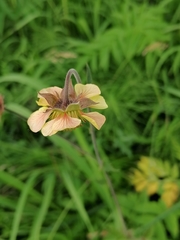 Geum × meinshausenii