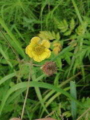 Geum × meinshausenii