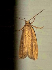 Macrochilo orciferalis