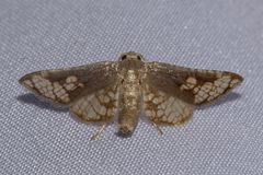 Hypolamprus ocellipennis