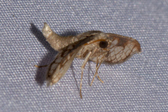 Hypolamprus ocellipennis