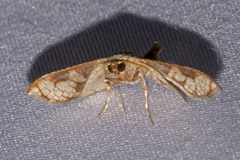 Hypolamprus ocellipennis