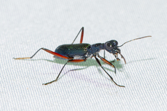 Neocollyris