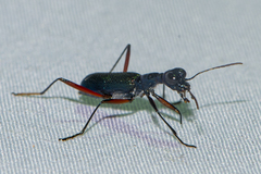 Neocollyris