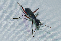 Neocollyris