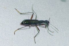 Neocollyris