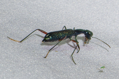 Neocollyris