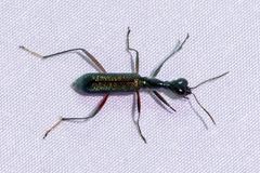 Neocollyris