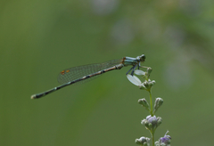 Platycnemis foliacea