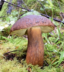Boletus fibrillosus