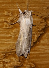 Cucullia umbratica
