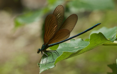 Atrocalopteryx atrata