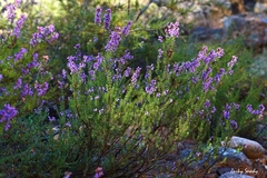 Ericeae