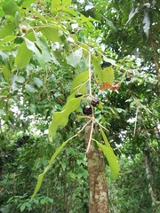 Damburneya salicifolia
