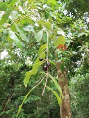 Damburneya salicifolia