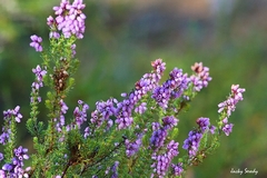 Ericeae