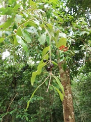 Damburneya salicifolia
