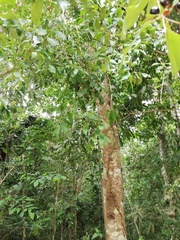 Damburneya salicifolia