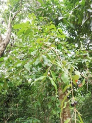 Damburneya salicifolia