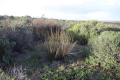 Willdenowia incurvata