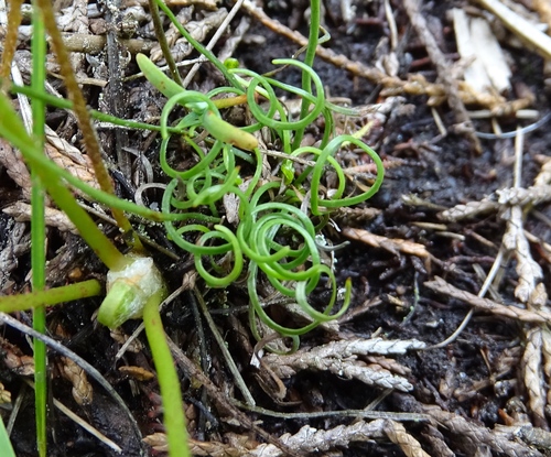 Little curlygrass fern (Schizaea pusilla)