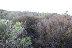 Willdenowia incurvata