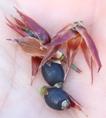 Willdenowia incurvata