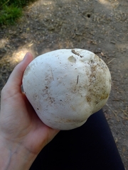 Calvatia gigantea