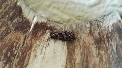 Korscheltellus fusconebulosa