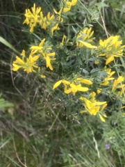 Genista tinctoria